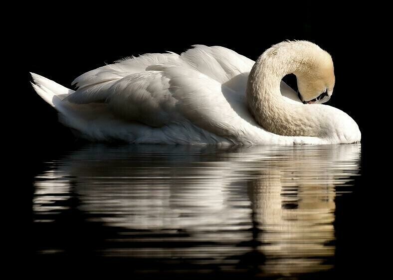 Swan - Specially ordered for you. Delivery is approximately 4 - 6 weeks.