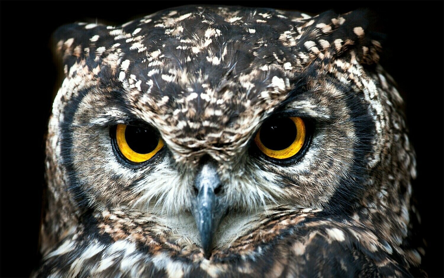 Spotted Eagle Owl - Specially ordered for you. Delivery is approximately 4 - 6 weeks.
