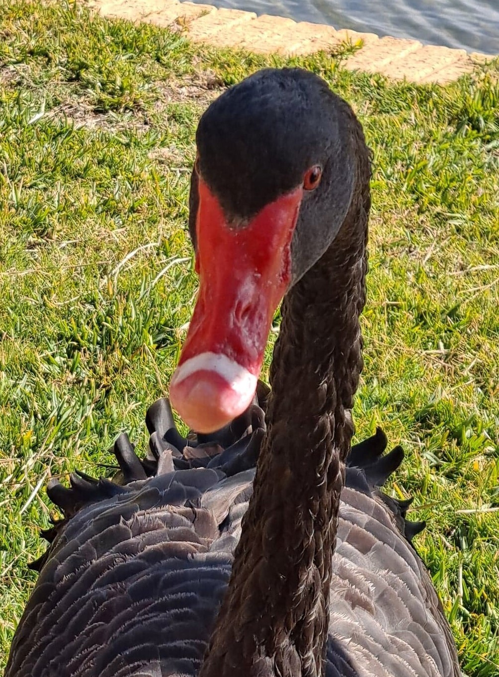 Black Swan Close Up - Photo by Alison Robinson - Specially ordered for you. Delivery is approximately 4 - 6 weeks.