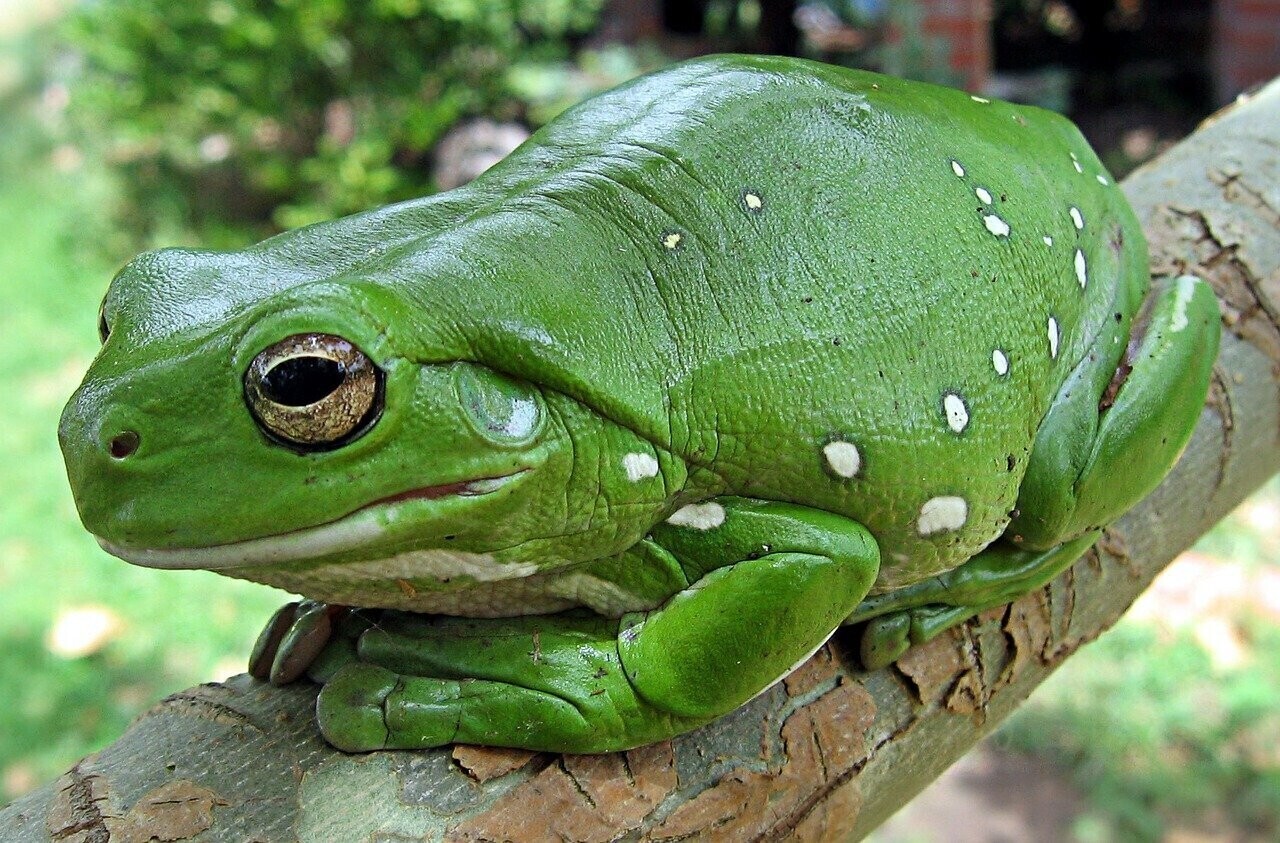Tree Frog - Specially ordered for you. Delivery is approximately 4 - 6 weeks.