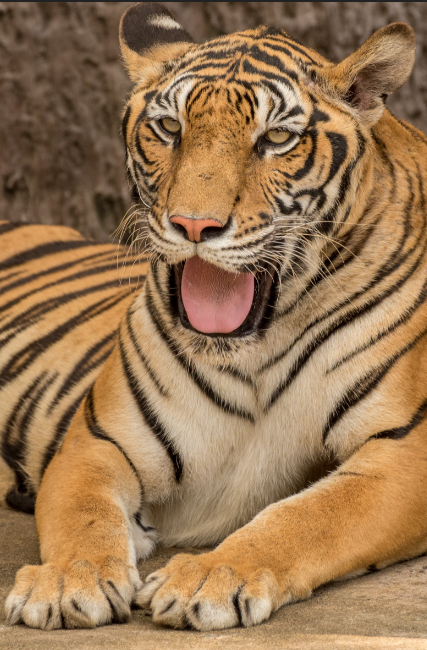 Tiger Yawn - Specially ordered for you. Delivery is approximately 4 - 6 weeks.