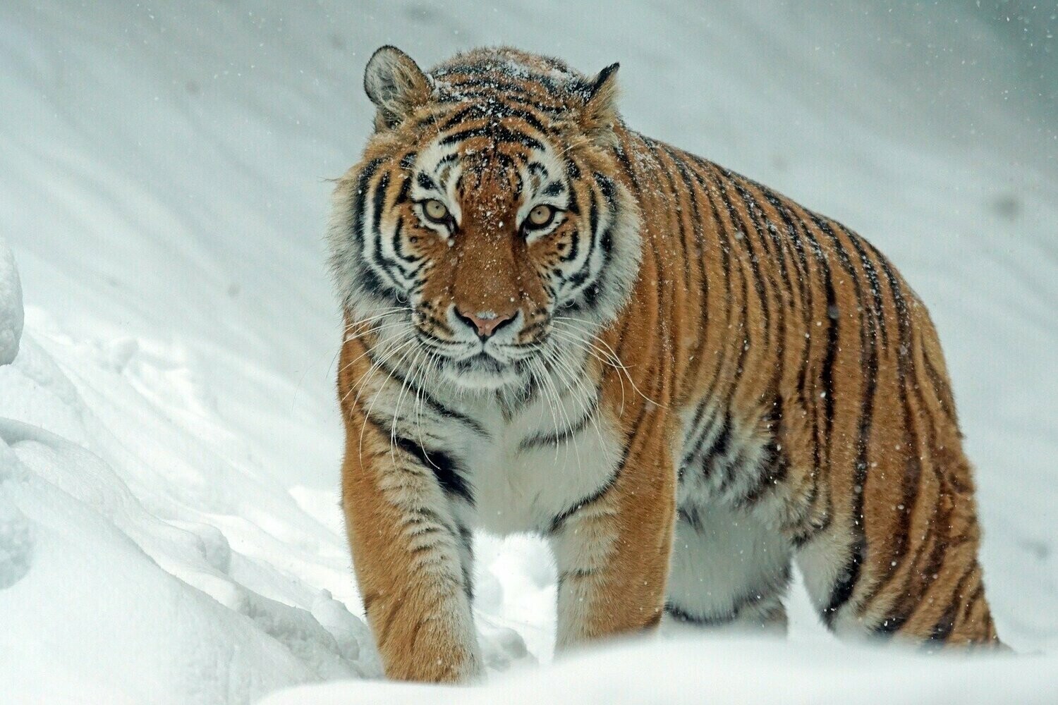 Tiger In The Snow - Specially ordered for you. Delivery is approximately 4 - 6 weeks.