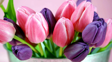 Tulips 02 - Specially ordered for you. Delivery is approximately 4 - 6 weeks.