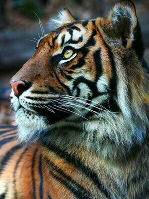 Tiger 01 - Specially ordered for you. Delivery is approximately 4 - 6 weeks.