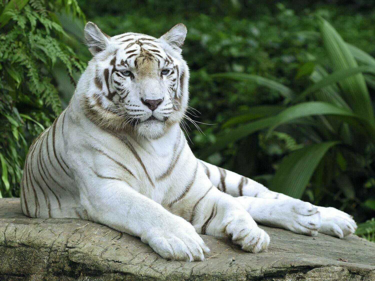 White tiger 01 - Specially ordered for you. Delivery is approximately 4 - 6 weeks.