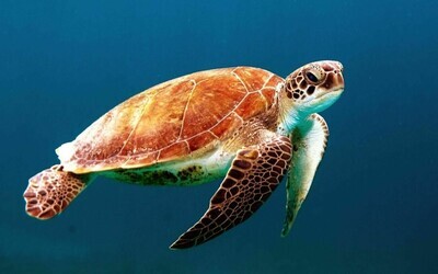 Turtle in ocean - Specially ordered for you. Delivery is approximately 4 - 6 weeks.