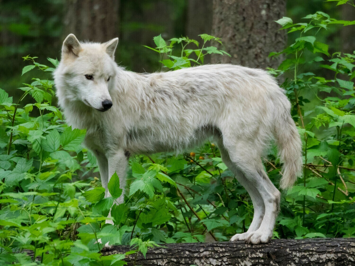 White Wolf In Bush - Specially ordered for you. Delivery is approximately 4 - 6 weeks.