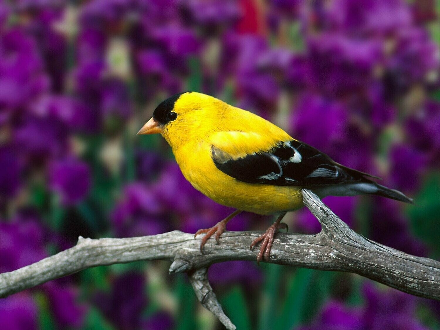 Yellow and Black Bird - Specially ordered for you. Delivery is approximately 4 - 6 weeks.