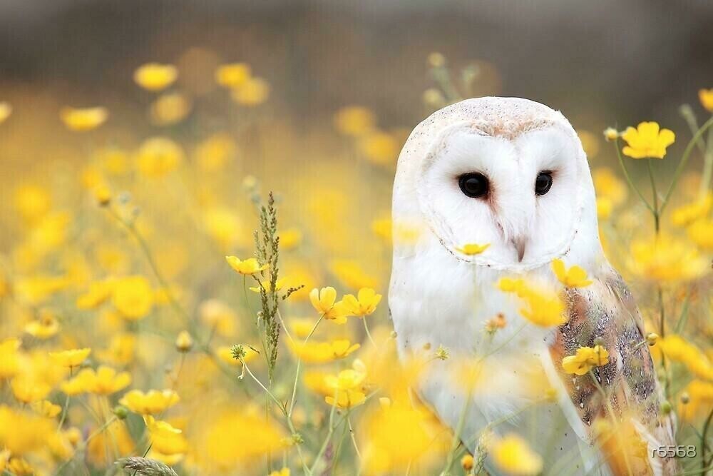 White Owl Yellow Flowers - Specially ordered for you. Delivery is approximately 4 - 6 weeks.