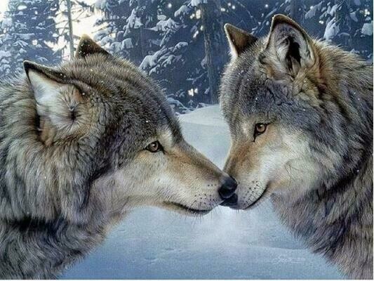 Wolf Pair - Specially ordered for you. Delivery is approximately 4 - 6 weeks.