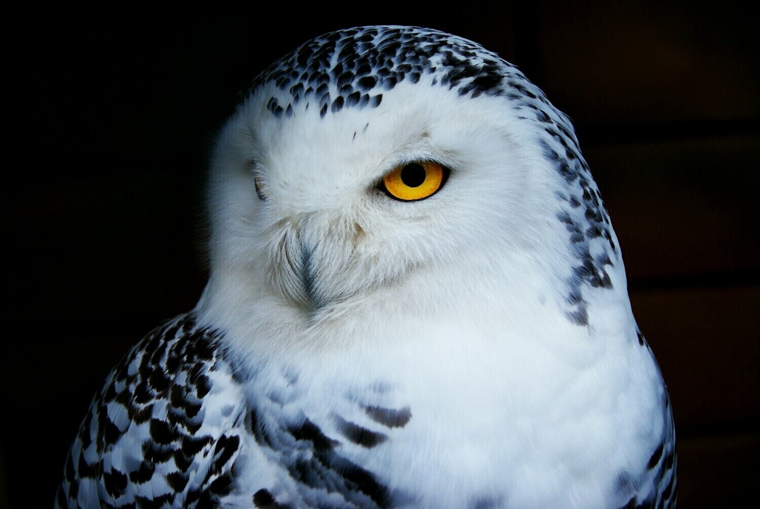 White Snowy Owl - Specially ordered for you. Delivery is approximately 4 - 6 weeks.