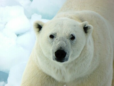 White Polar Bear - Specially ordered for you. Delivery is approximately 4 - 6 weeks.