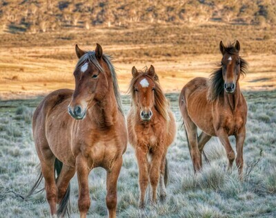 Wild Horses 2 - Specially ordered for you. Delivery is approximately 4 - 6 weeks.