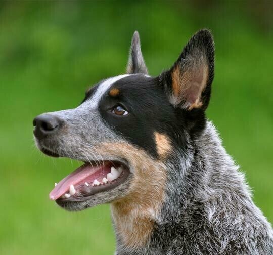 Blue Heeler - Full Drill Diamond Painting - Specially ordered for you. Delivery is approximately 4 - 6 weeks.
