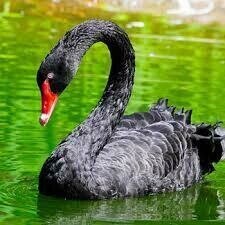 Black Swan - Full Drill Diamond Painting - Specially ordered for you. Delivery is approximately 4 - 6 weeks.