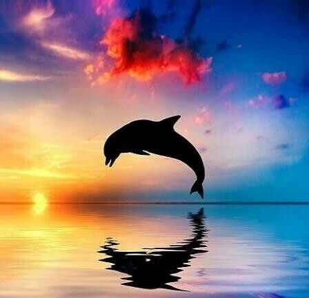Beautiful Dolphin - Full Drill Diamond Painting - Specially ordered for you. Delivery is approximately 4 - 6 weeks.