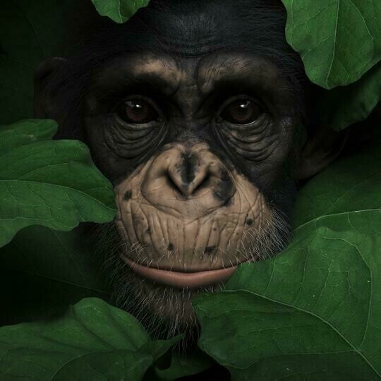 Chimp Close Up - Full Drill Diamond Painting - Specially ordered for you. Delivery is approximately 4 - 6 weeks.
