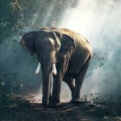 Elephant In Pixio - Full Drill Diamond Painting - Specially ordered for you. Delivery is approximately 4 - 6 weeks.