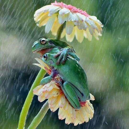 Frogs - Full Drill Diamond Painting - Specially ordered for you. Delivery is approximately 4 - 6 weeks.