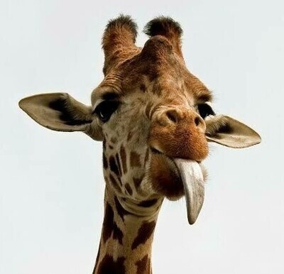 Giraffe 02 - Full Drill Diamond Painting - Specially ordered for you. Delivery is approximately 4 - 6 weeks.