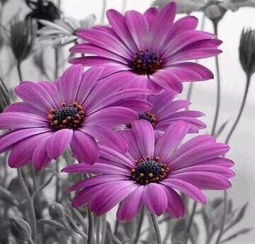 Lilac Flowers - Full Drill Diamond Painting - Specially ordered for you. Delivery is approximately 4 - 6 weeks.