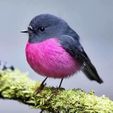 Pink And Blue Bird - Full Drill Diamond Painting - Specially ordered for you. Delivery is approximately 4 - 6 weeks.