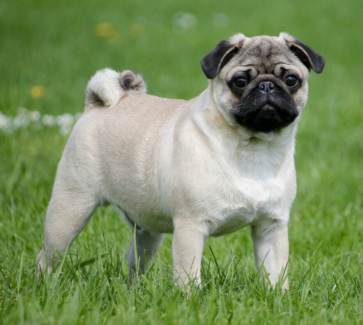 Pug  20 - Full Drill Diamond Painting - Specially ordered for you. Delivery is approximately 4 - 6 weeks.
