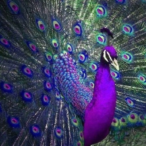 Purple Peacock - Full Drill Diamond Painting - Specially ordered for you. Delivery is approximately 4 - 6 weeks.