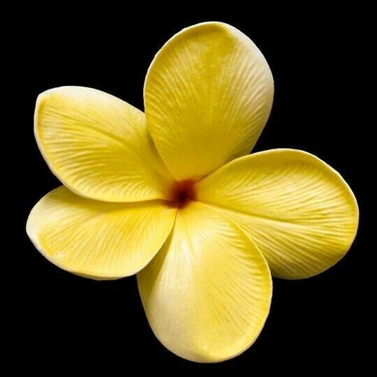 Yellow Frangipani - Full Drill Diamond Painting - Specially ordered for you. Delivery is approximately 4 - 6 weeks.