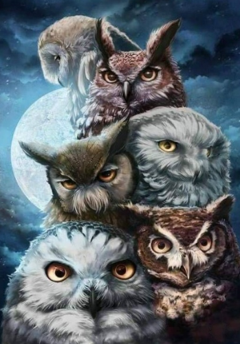 Owls Galore - 40 x 50cm Full Drill (Square), DOUBLE SIDED ADHESIVE CANVAS - Diamond Painting Kit - Currently in stock
