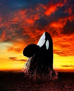 Orca - 40 x 50cm Full Drill (Square), DOUBLE SIDED ADHESIVE CANVAS - Diamond Painting Kit - Currently in stock