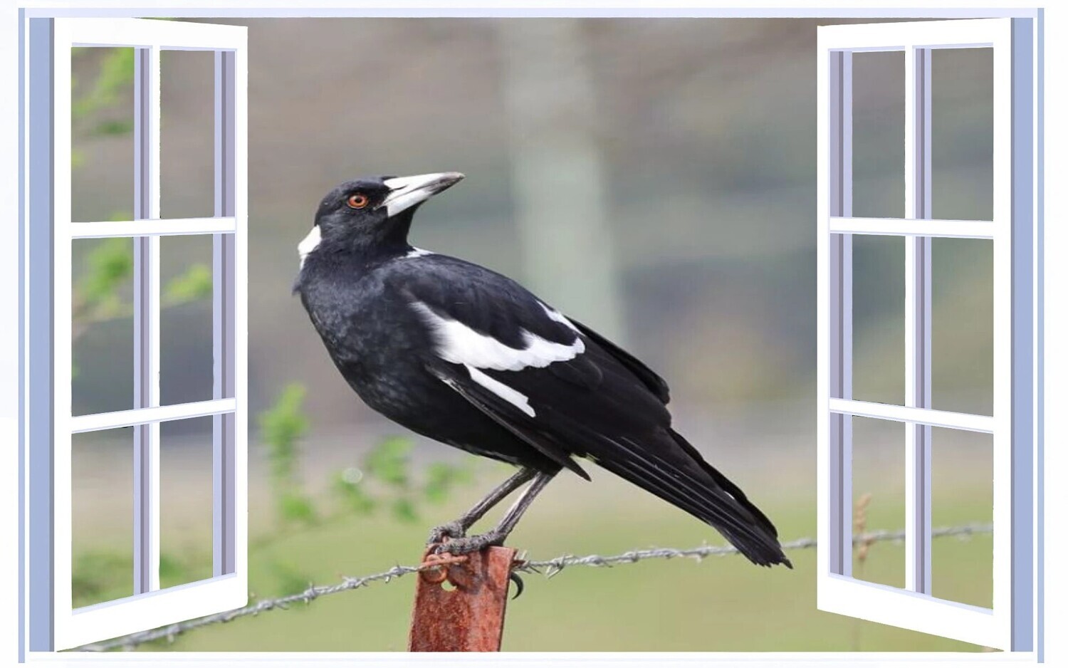 Window Magpie - Specially ordered for you. Delivery is approximately 4 - 6 weeks.