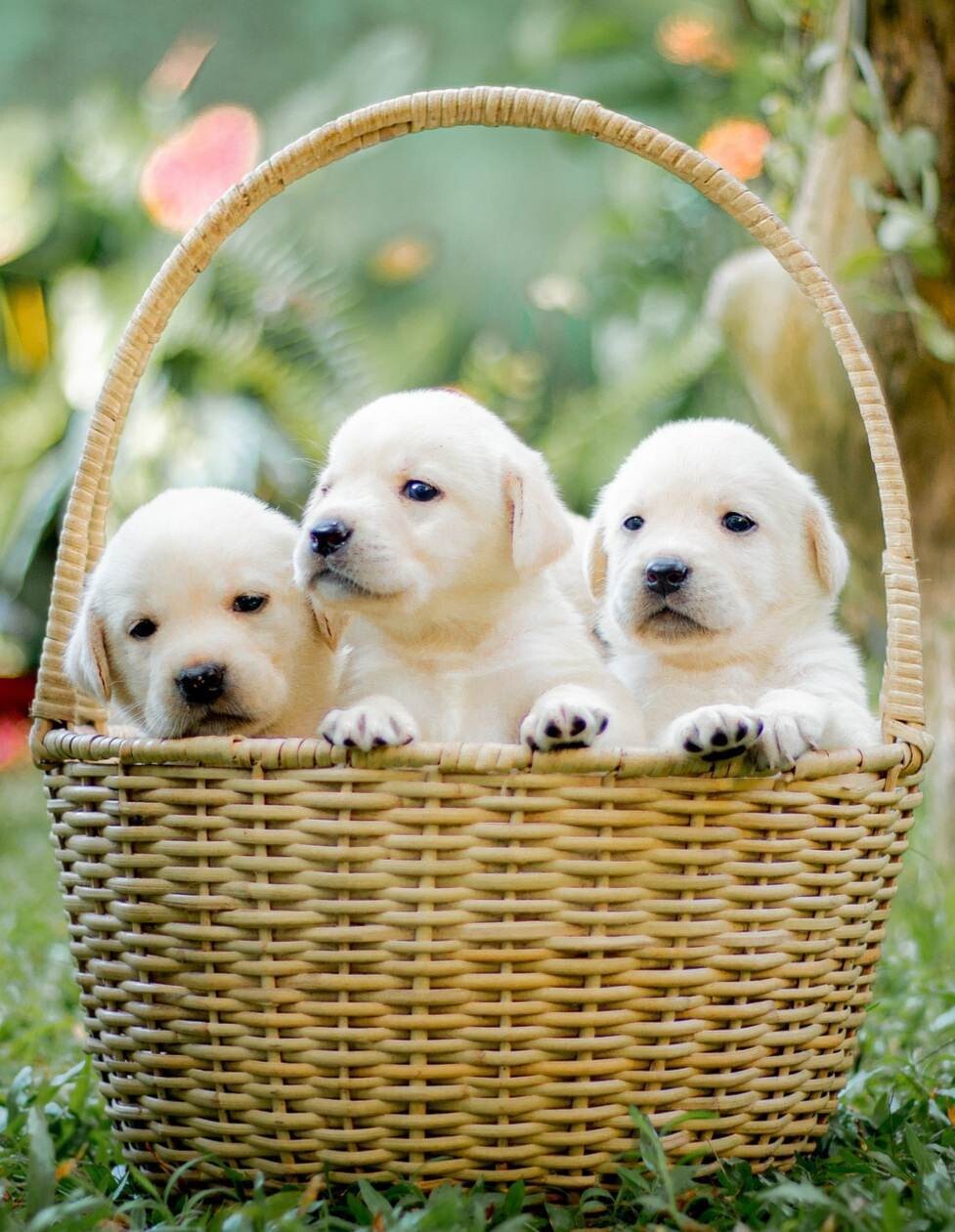 Puppies in a basket - Specially ordered for you. Delivery is approximately 4 - 6 weeks.