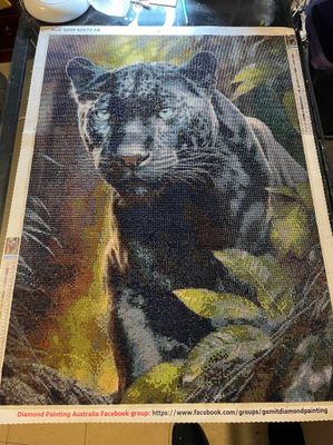 Black Leopard 50 x 70cm by Neil Taylor