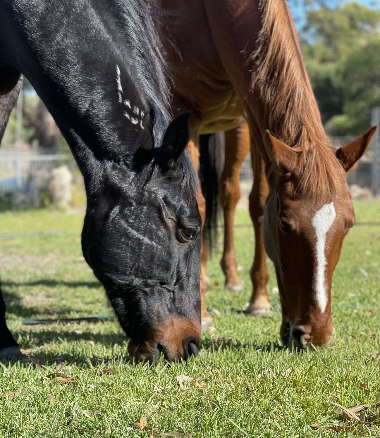 Horses - Full Drill AB Kit,  (Square drills) - 40 x 50cm - Currently in stock