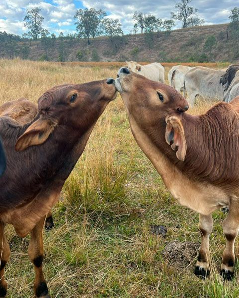 Kissing Cows- DELUXE Full Drill Kit (Square drills) - 40 x 50cm - Currently in stock