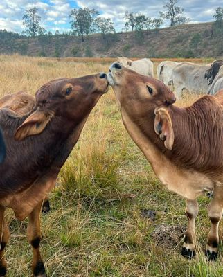 Kissing Cows - Specially ordered for you. Delivery is approximately 4 - 6 weeks.