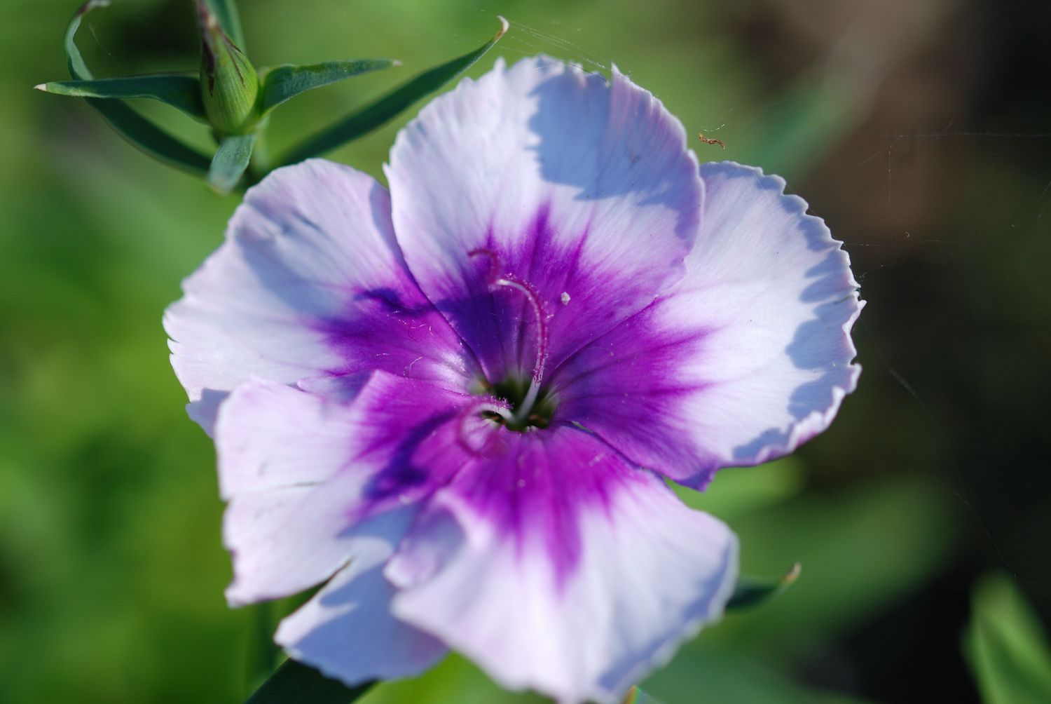 Find Your Pulse/Individual Mediumship/Psychic Guidance - Virtual or Telephone - 60 Minutes