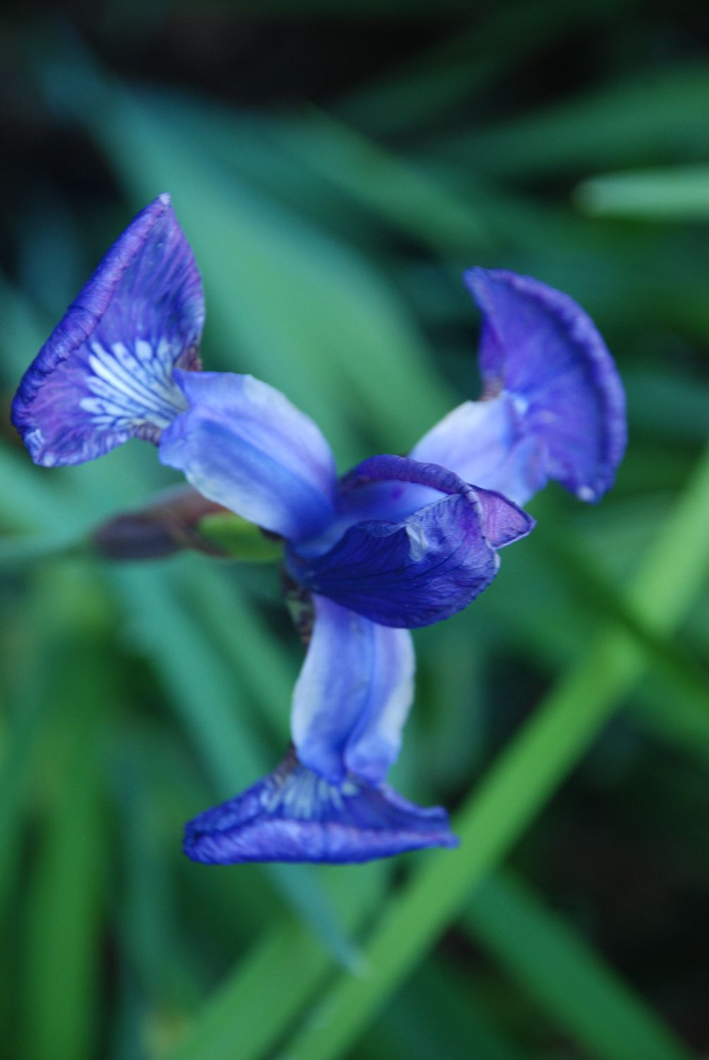 Find Your Pulse/Intuitive &amp; Personal Guidance  - Virtual or Telephone - 30 Minutes