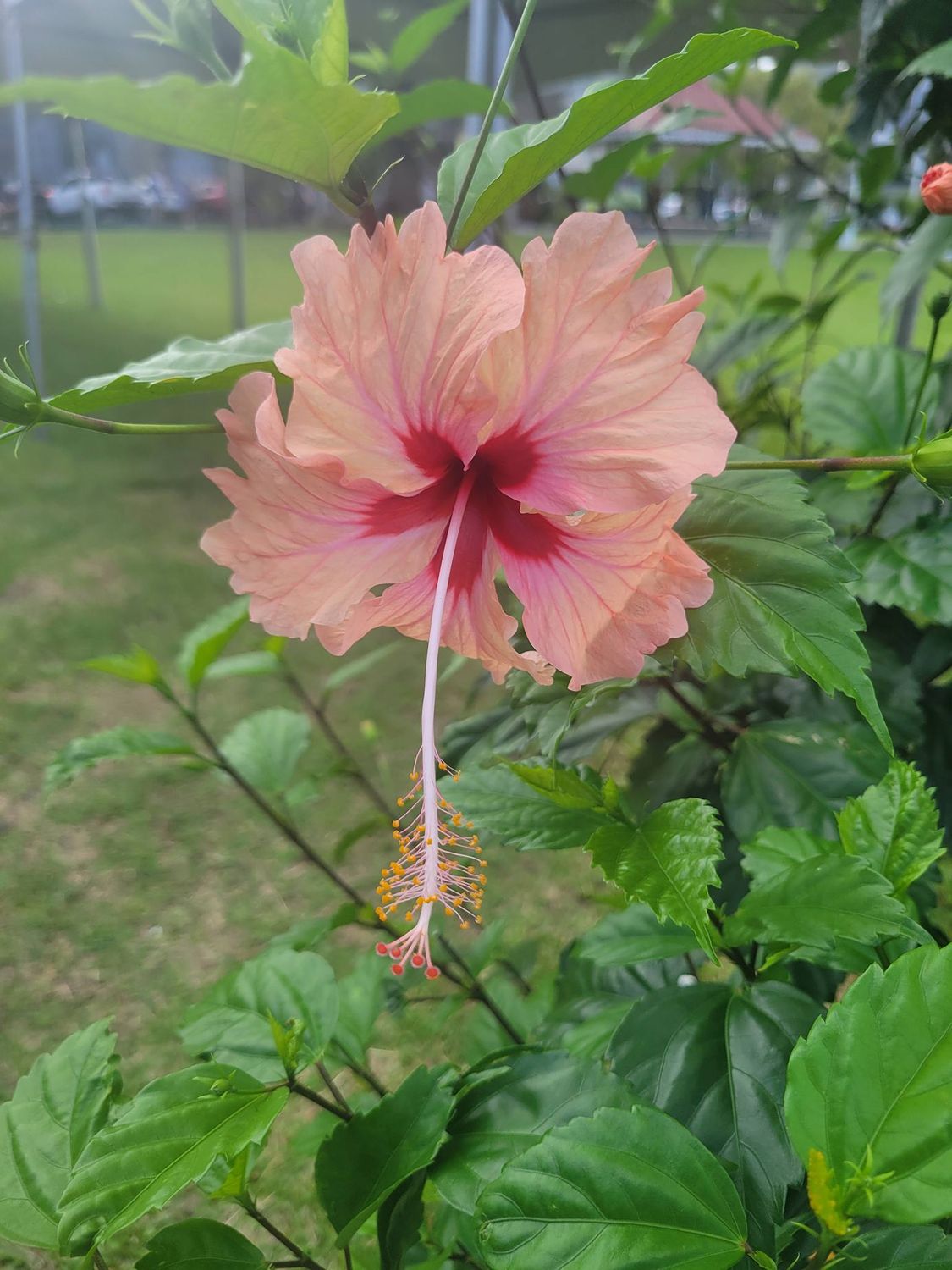 In Person- Thursday April 23rd/2026, 6-8 pm: Gov'Nor Inn- 389 Elizabeth Avenue , St. John's