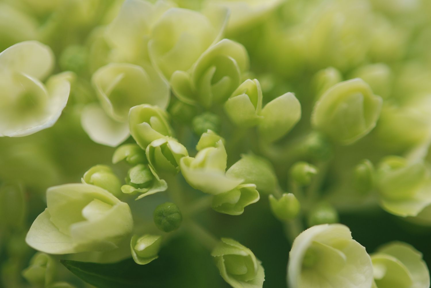 Spring Reset - A 4 week Reset &amp; Renewal Experience  (Via Zoom-Live)  4 weeks-40 minute sessions.