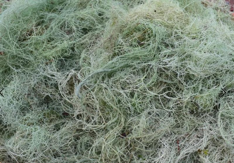 USNEA SALVE