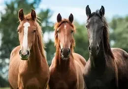Equine