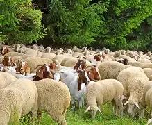 Sheep and Goats