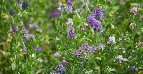 10-5 Blend Alfalfa - 25kg (Coated)