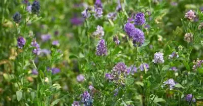 10-5 Blend Alfalfa - 25kg (Coated)