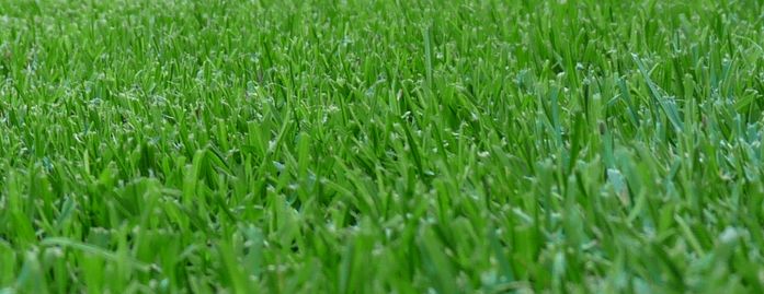 All Purpose (Sun and Shade Lawn Seed)