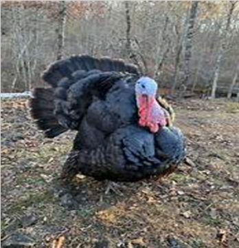 Artisan Gold Turkey