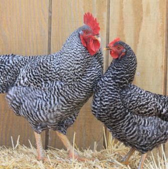 Barred Plymouth Rock