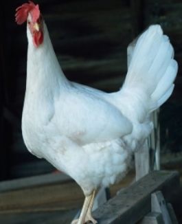 Berg's White Leghorn